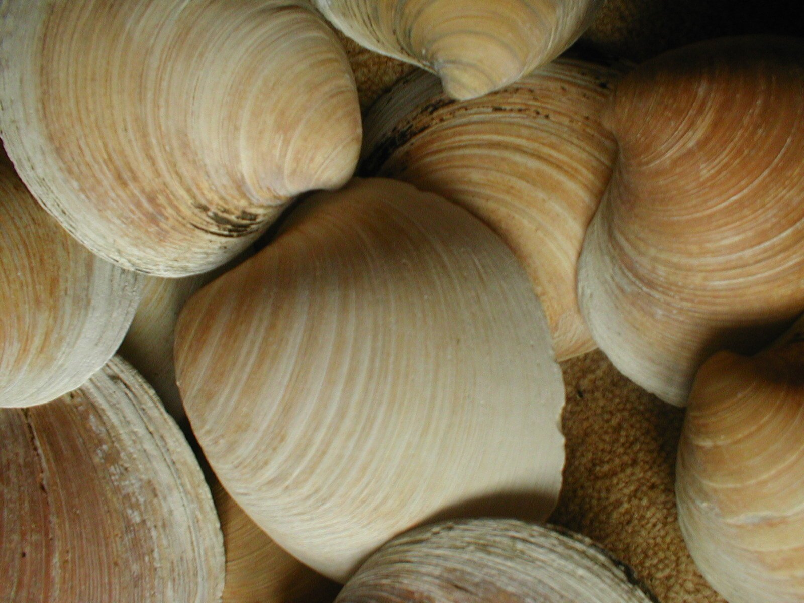 Clam Shells Sound Alarm Over Unstable North Atlantic Currents