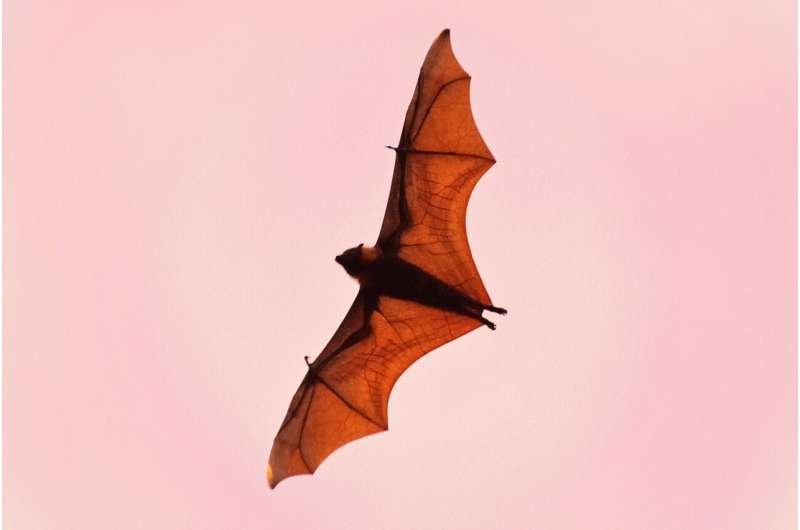 Bats’ Brains Reveal a Global Neural Compass That Doesn’t Depend on the Moon and Stars